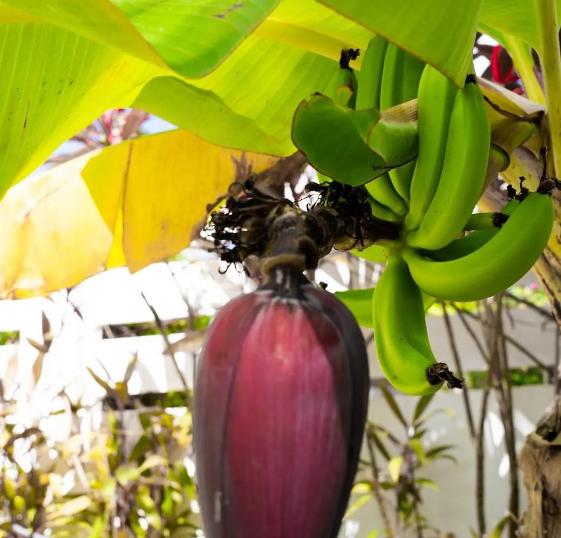 Boutique Hotel Las Flores Punta Cana